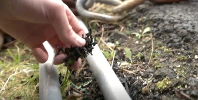 KVF ger vart við plastdálking á Eiði – hvat siga alifyritøkurnar? KVF ger vart við plastdálking á Eiði - hvat siga alifyritøkurnar?