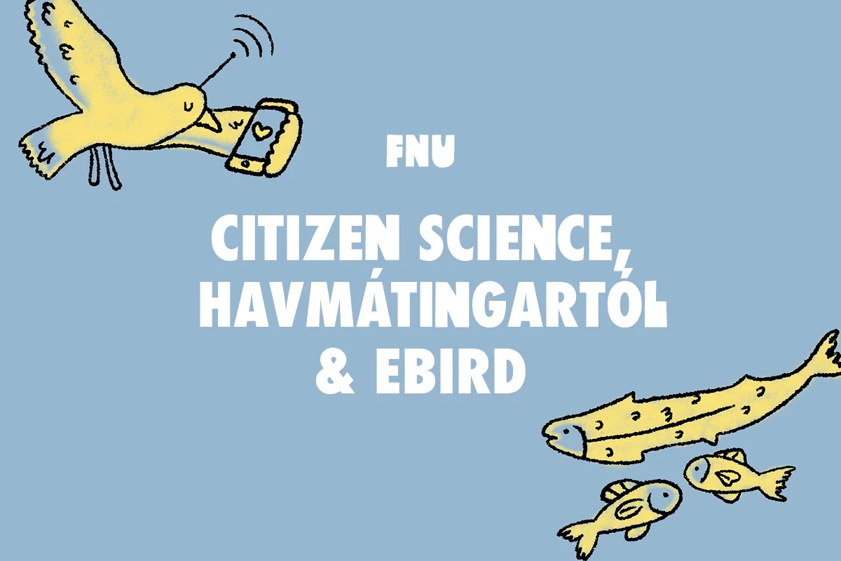CITIZEN SCIENCE, HAVMÁTINGARTÓL OG EBIRD CITIZEN SCIENCE, HAVMÁTINGARTÓL OG EBIRD