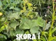 Skøra í handlunum