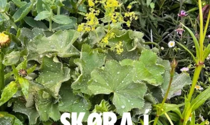 Skøra í handlunum