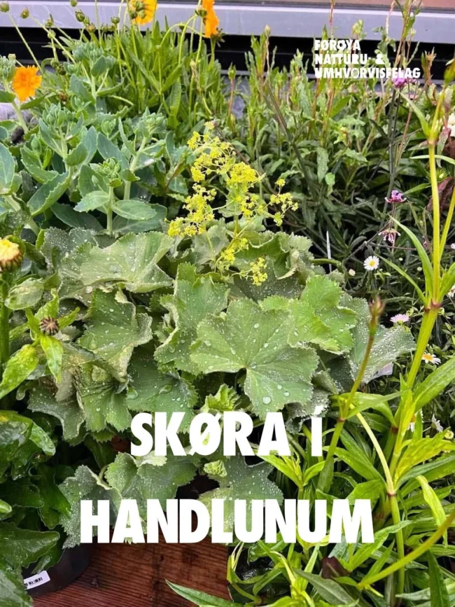 Skøra í handlunum Skøra í handlunum