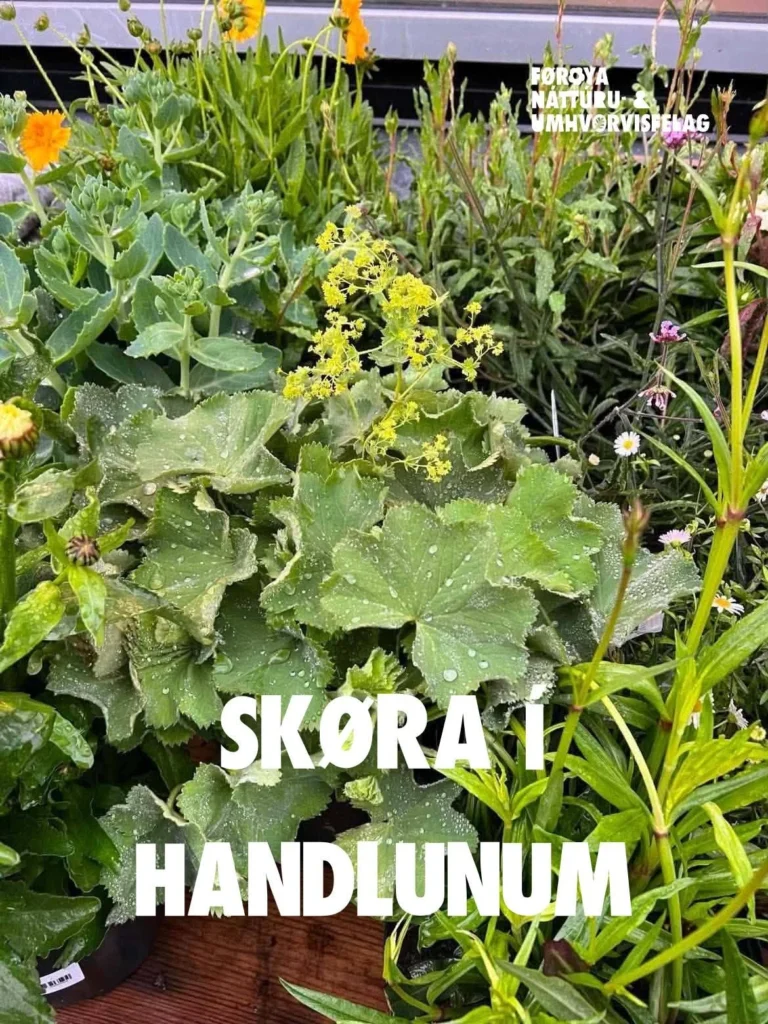 Skøra í handlunum