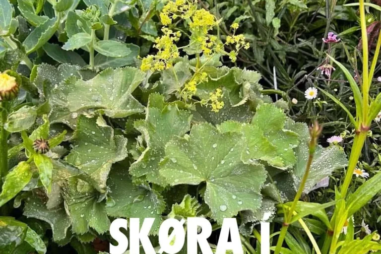 Skøra í handlunum